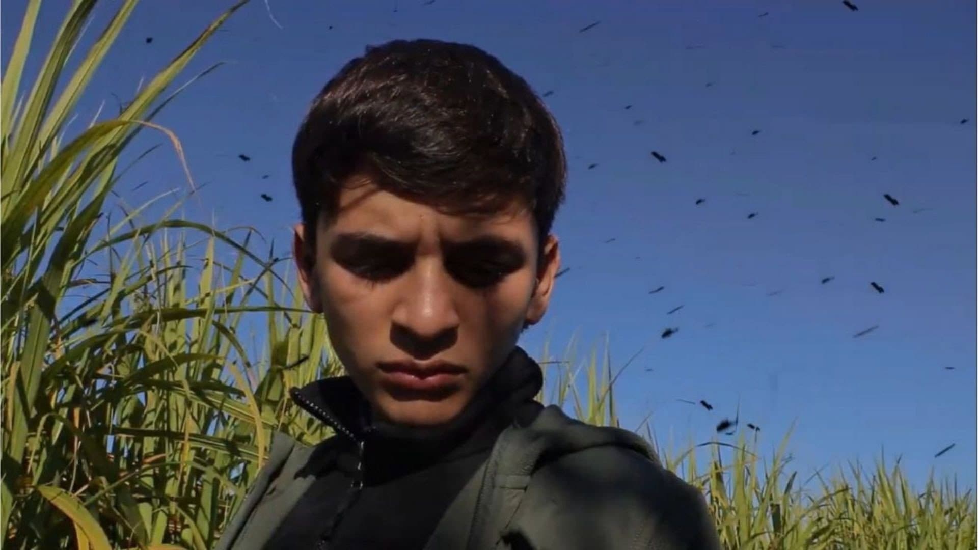 Bagazo