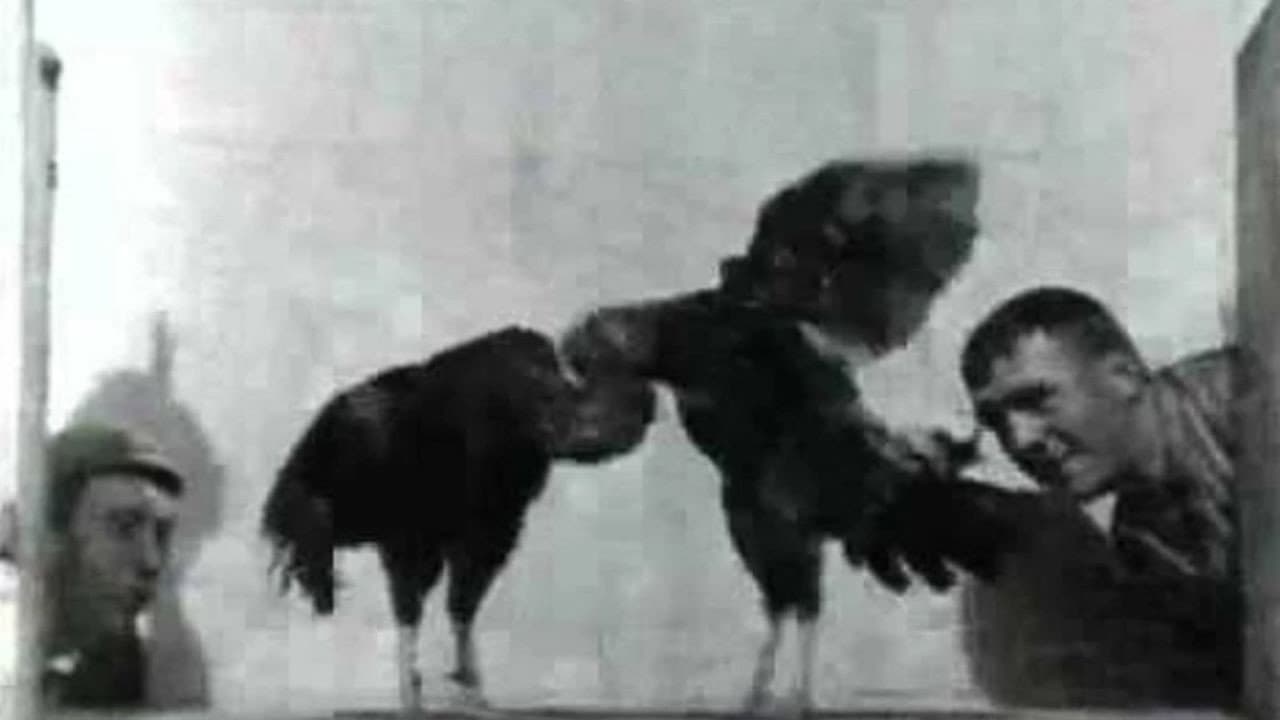 Cock Fight, No. 2