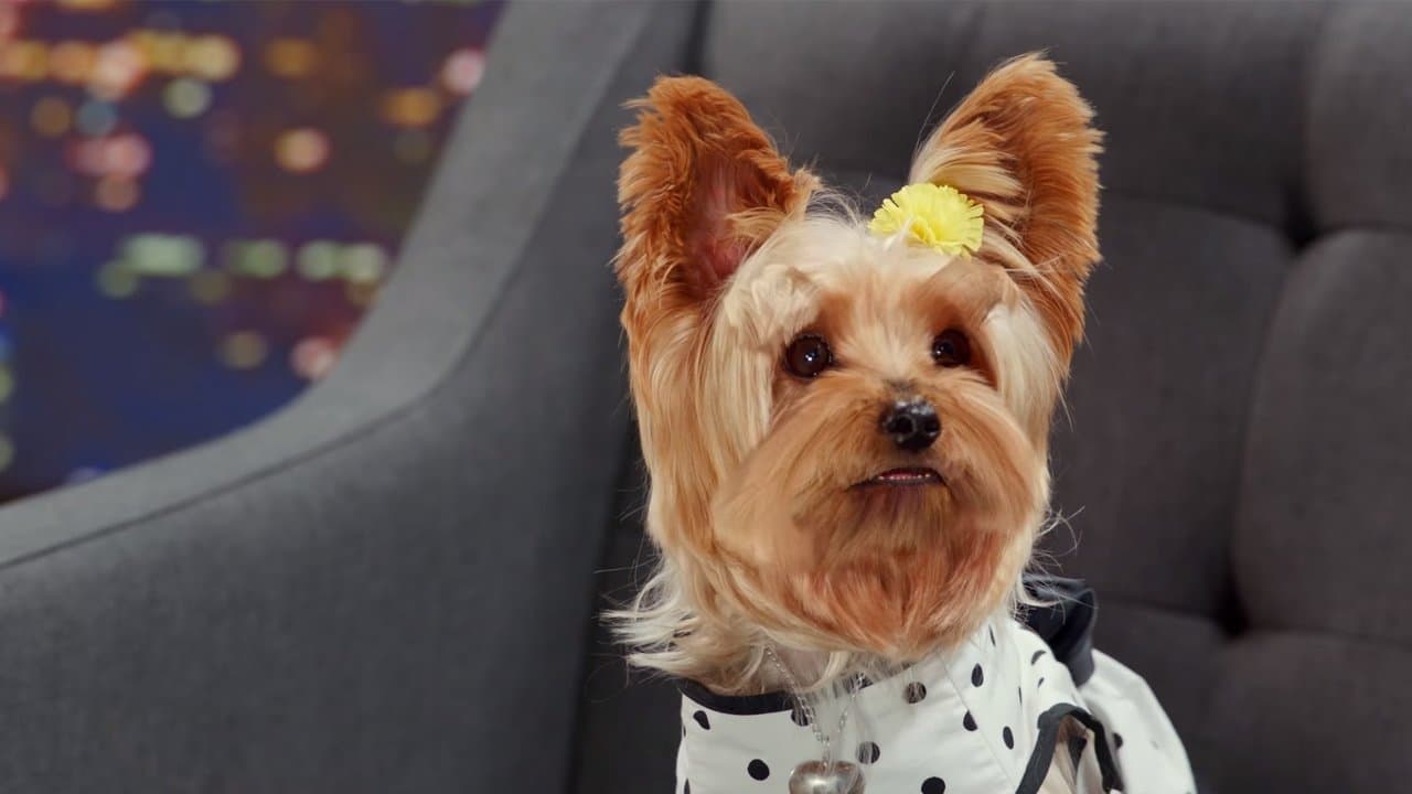 Pup Star: Juntos es mejor