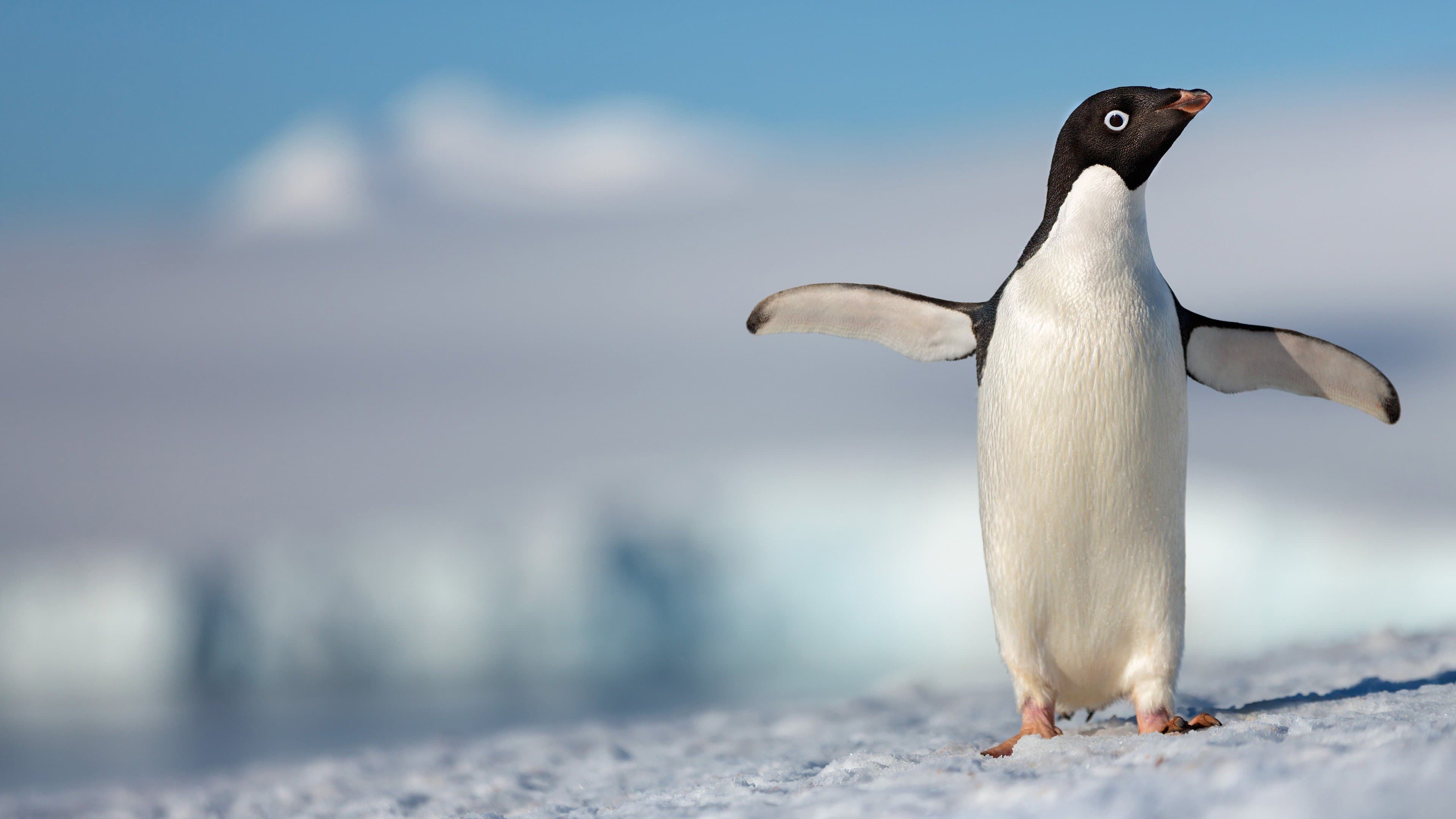 Los pinguinos
