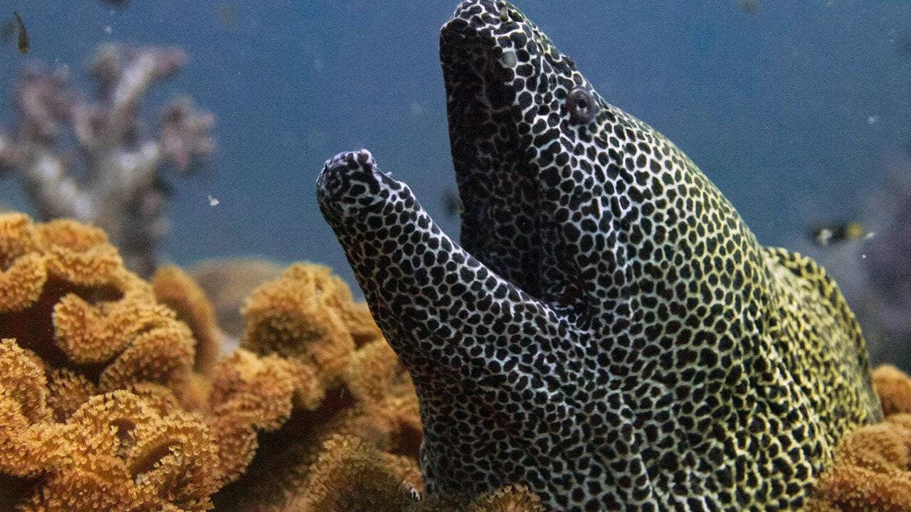 Wilder Oman