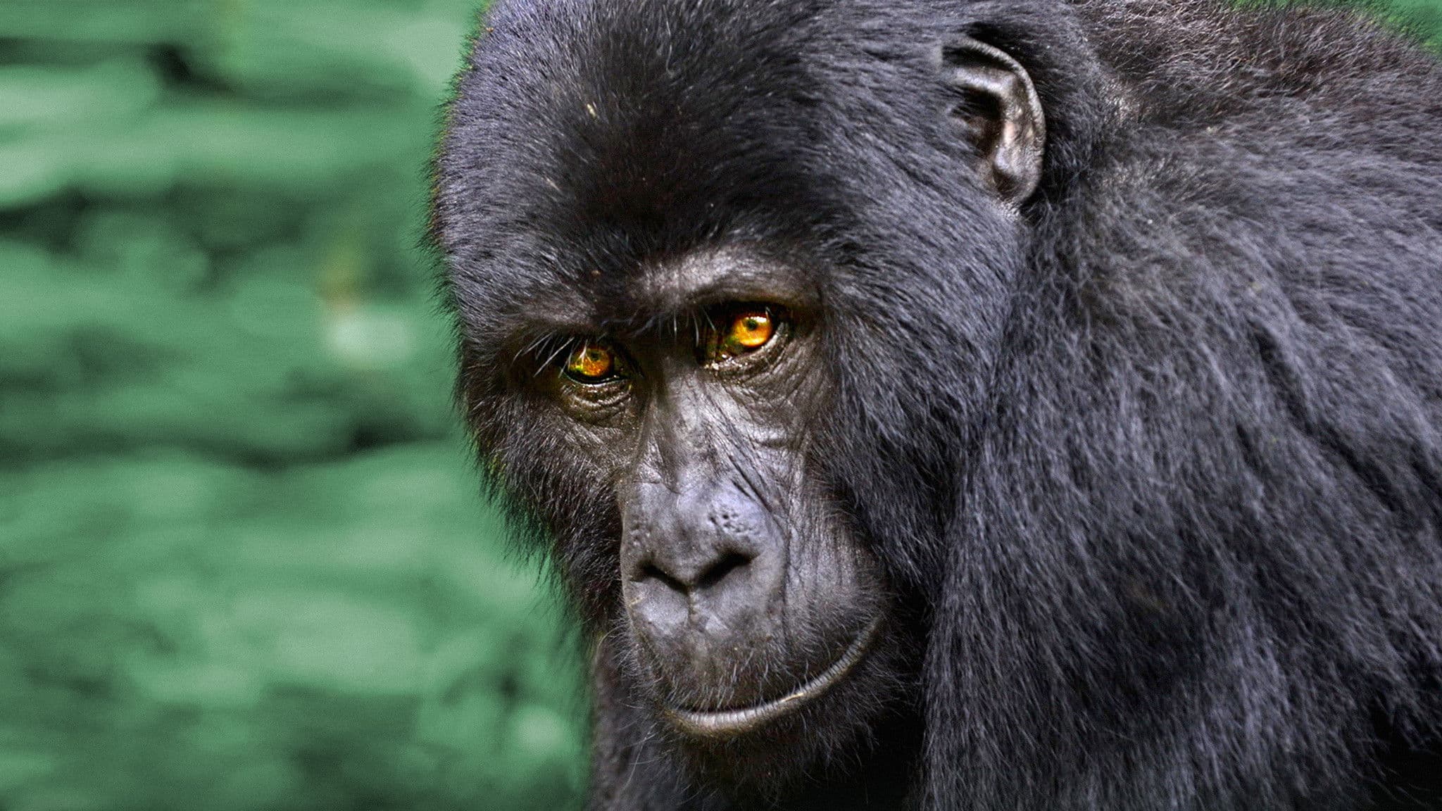 Uganda Salvaje (Wild Uganda)