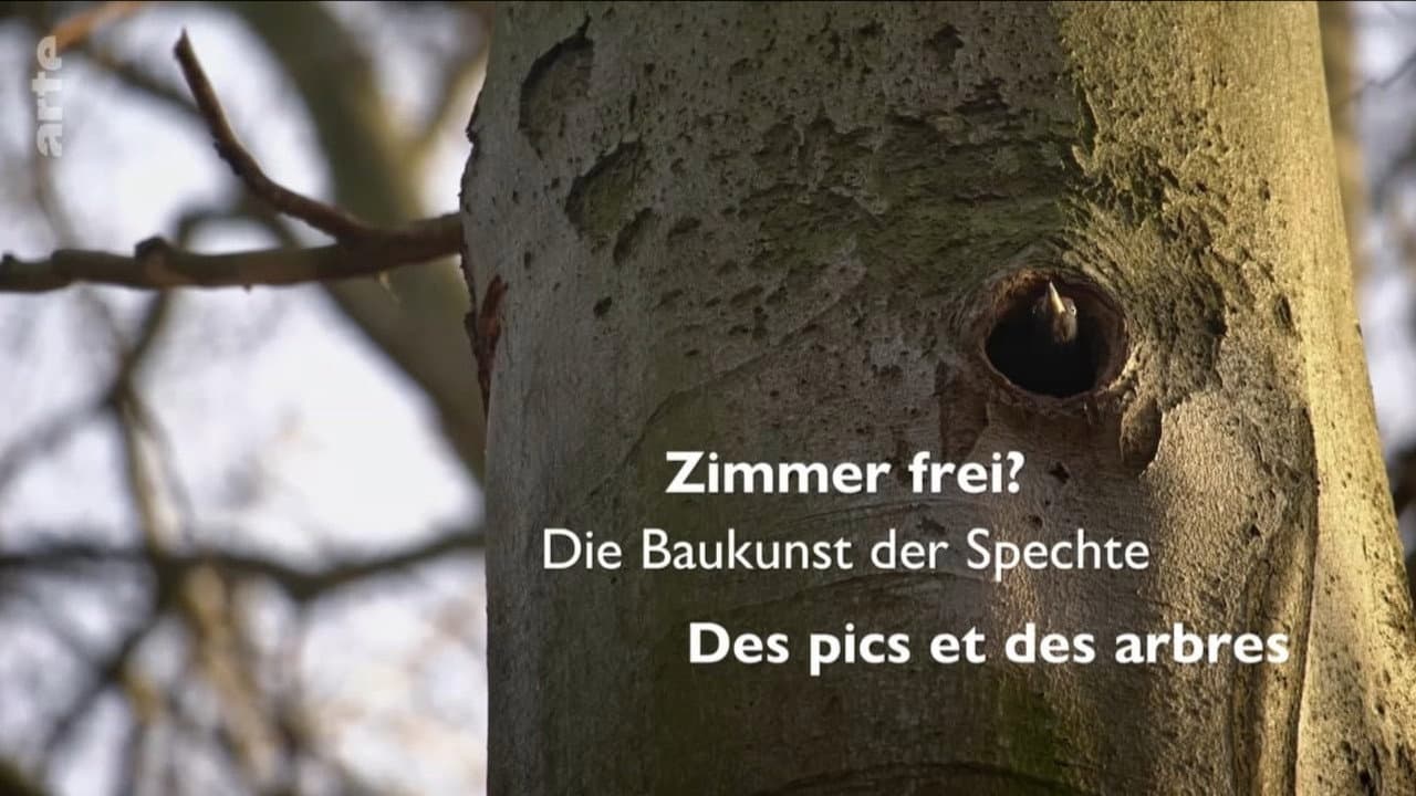 Zimmer Frei? Die Baukunst der Spechte