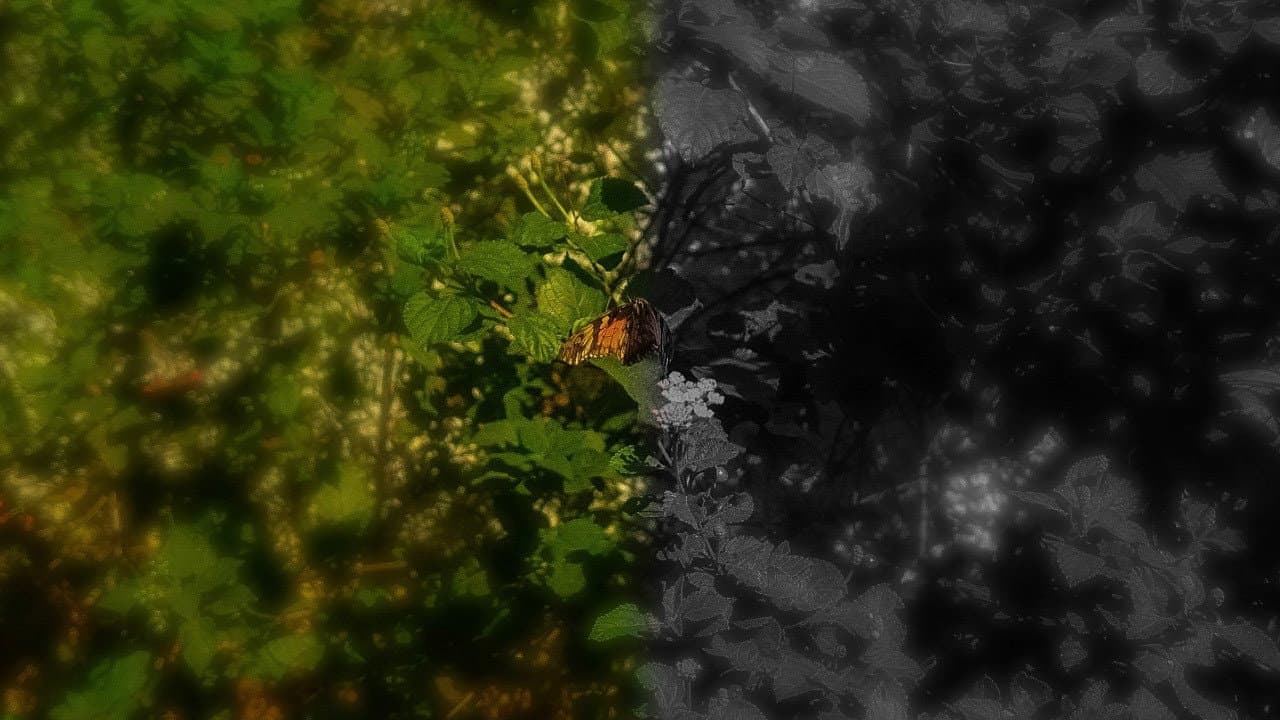 Ambivalence