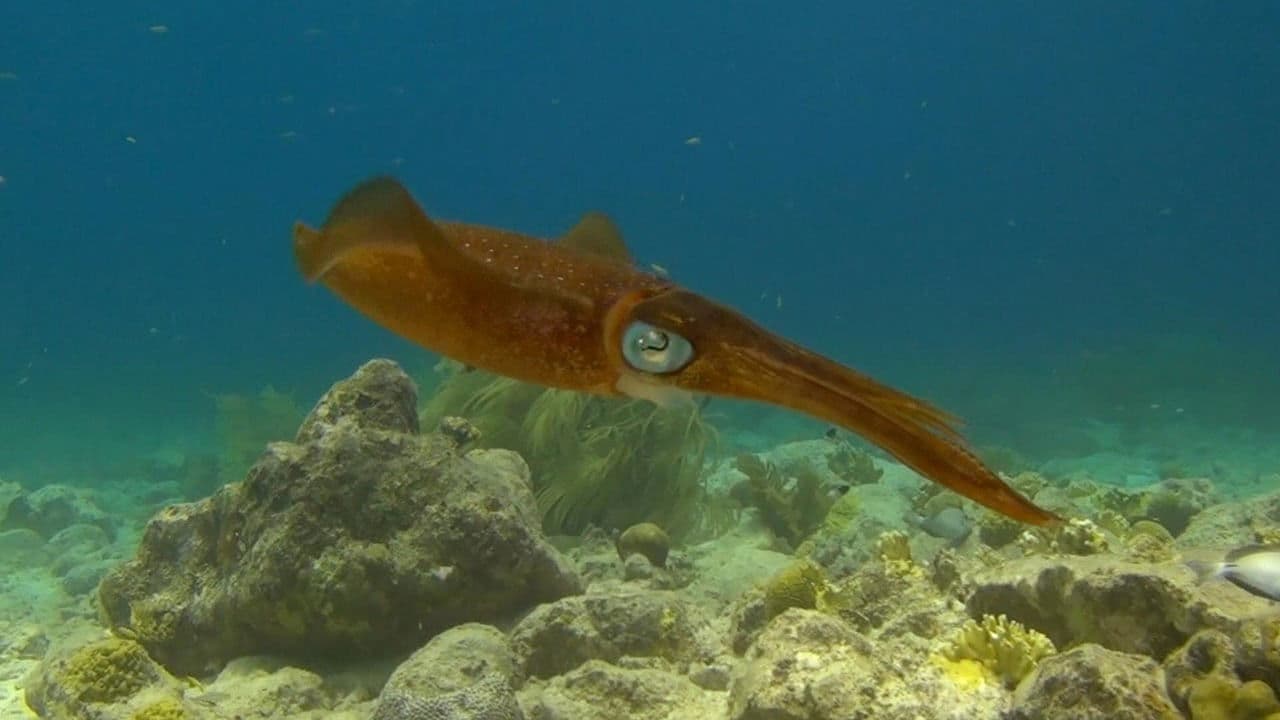 Amazing Ocean 3D