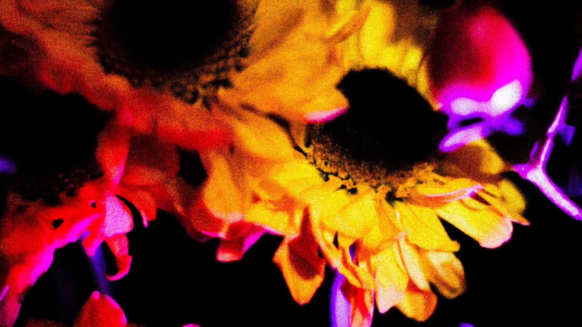 Flores (II)