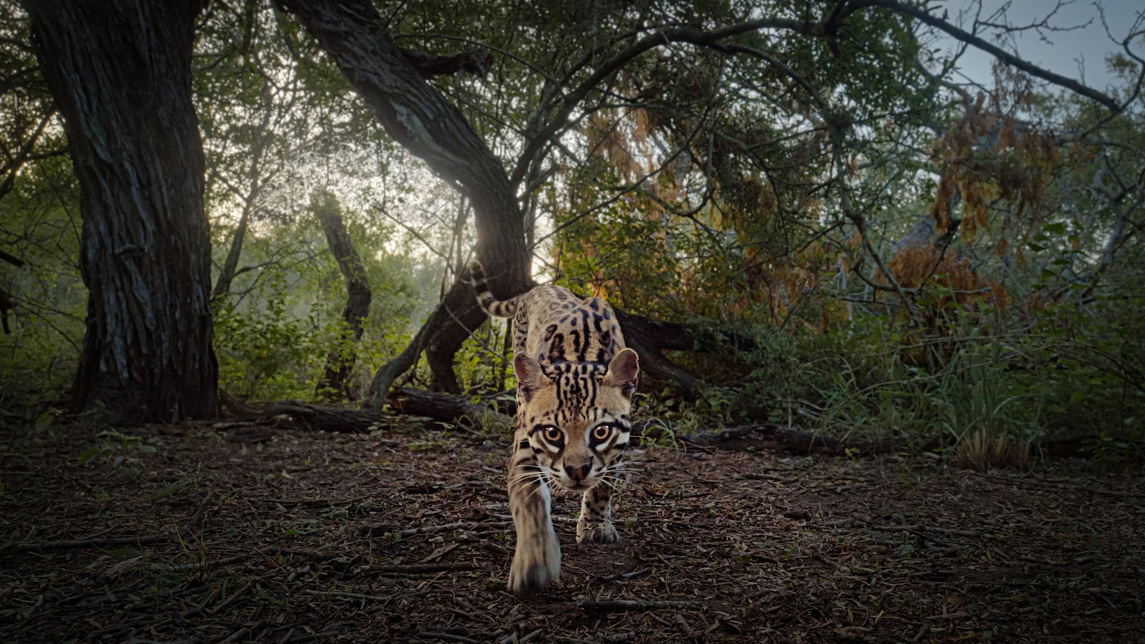 En lo profundo del corazón (Deep in the Heart: A Texas Wildlife Story)