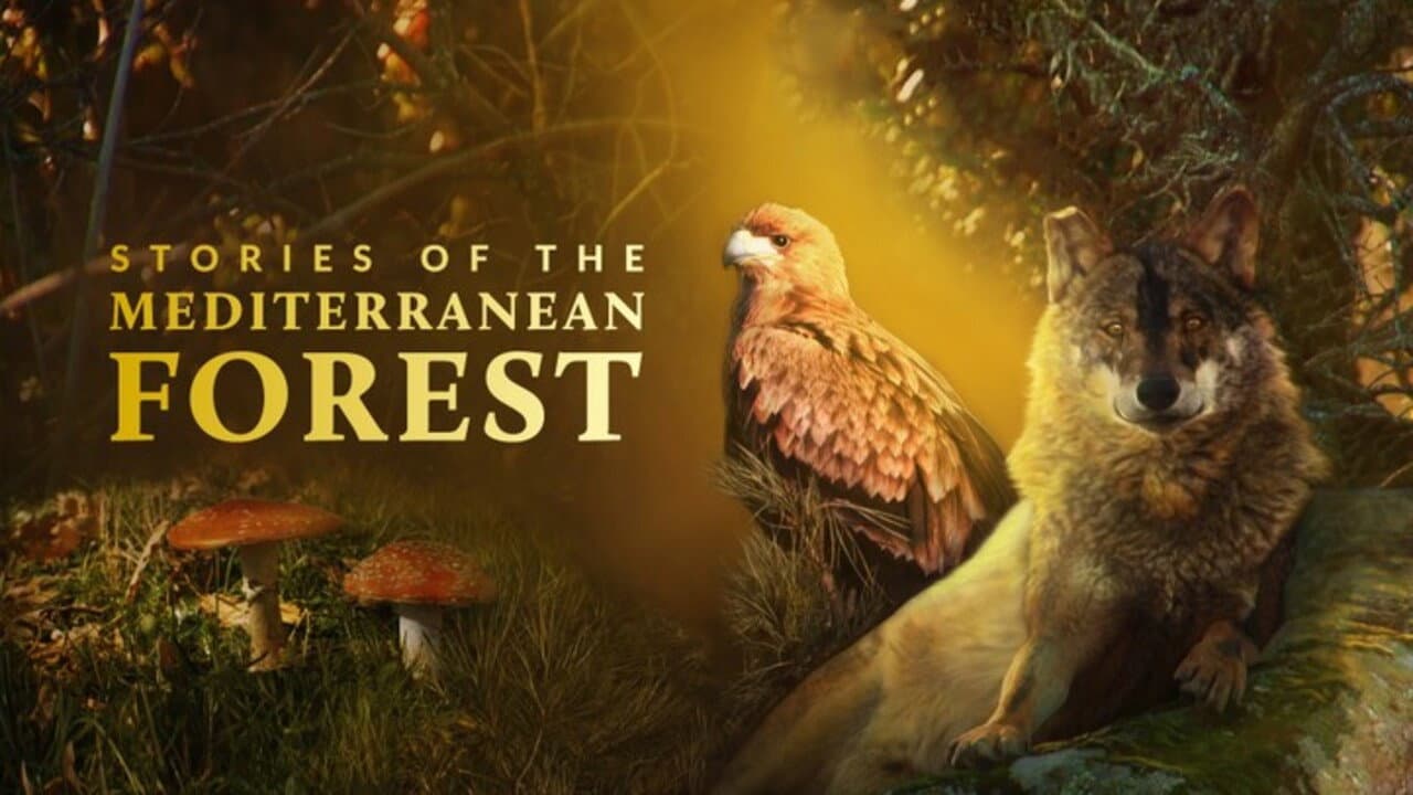 Las historias del bosque mediterráneo