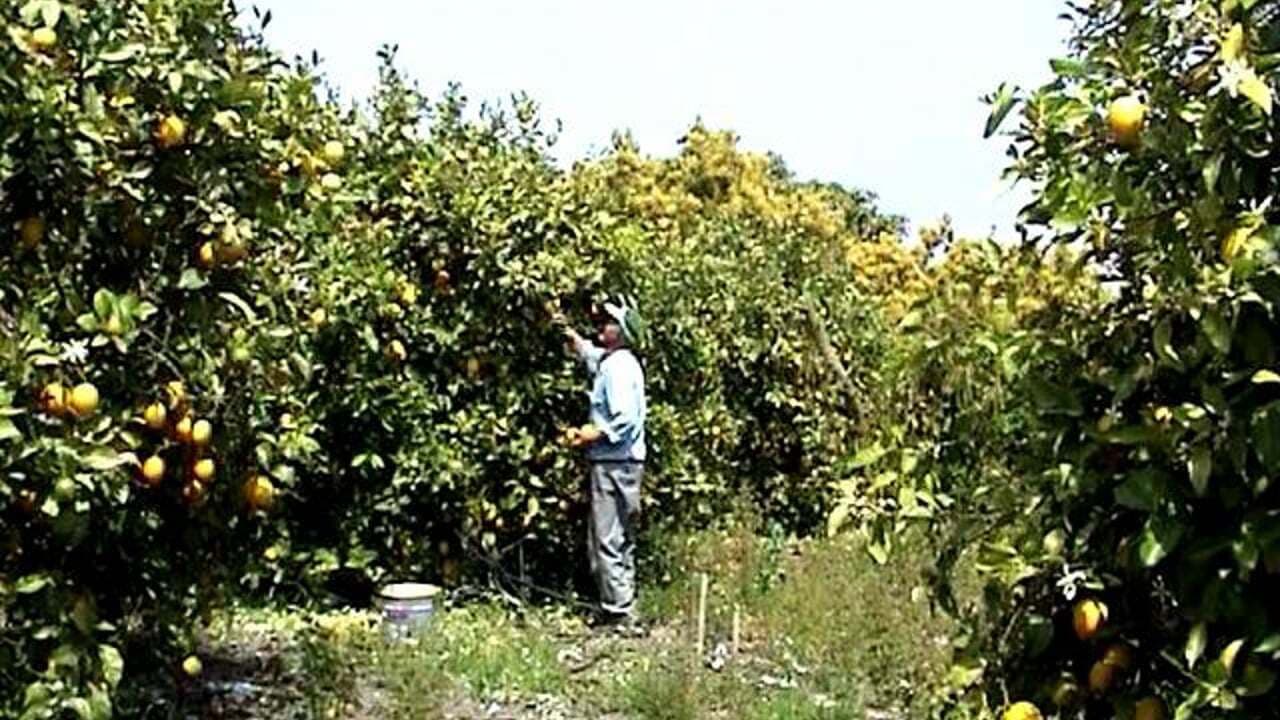 Aurelio Autónomo