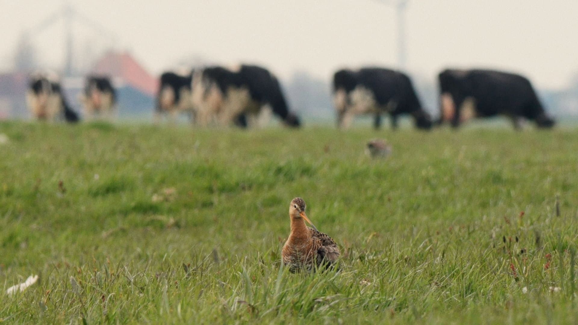 Vogels kun je niet melken