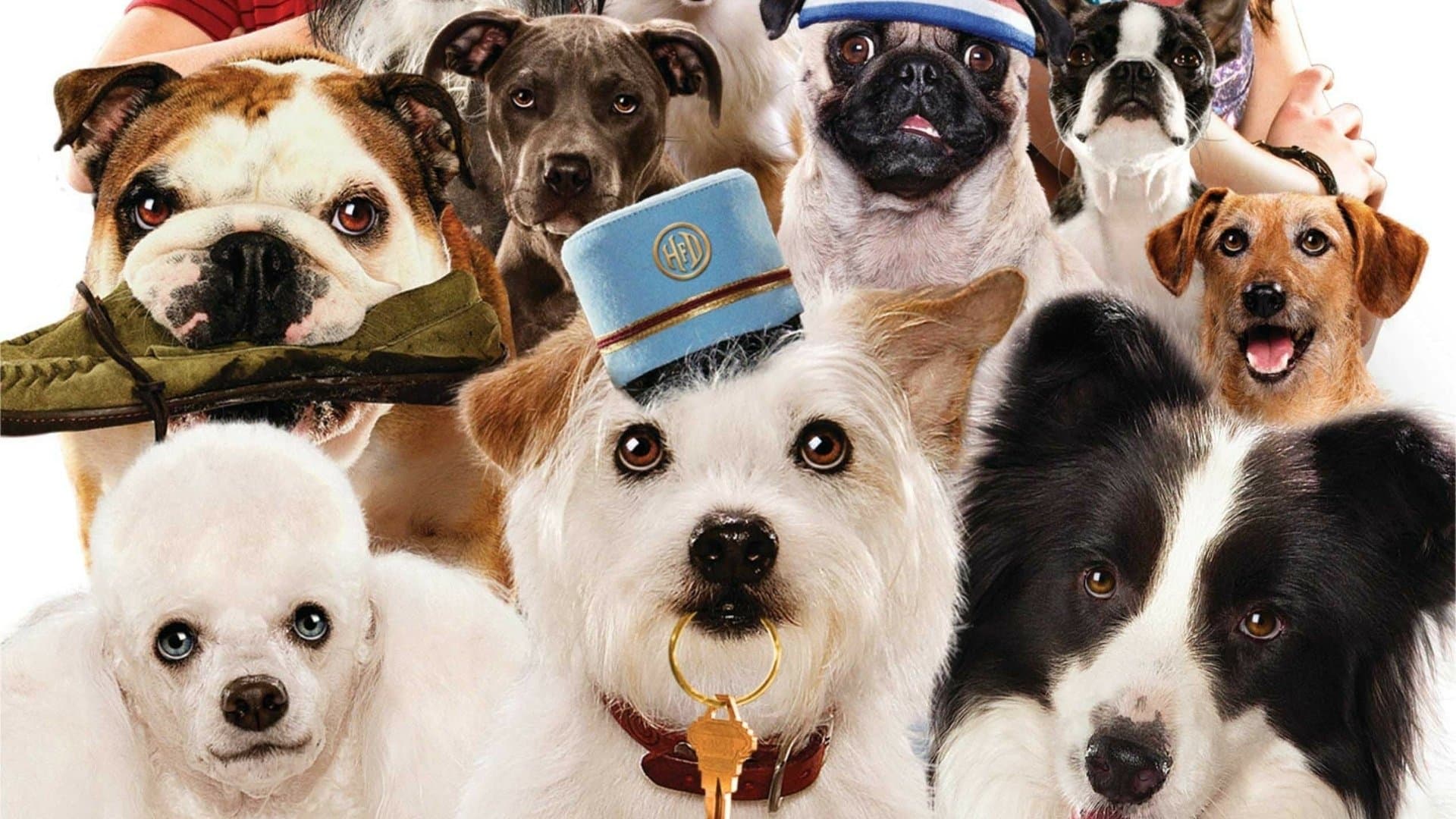 Hotel para Perros