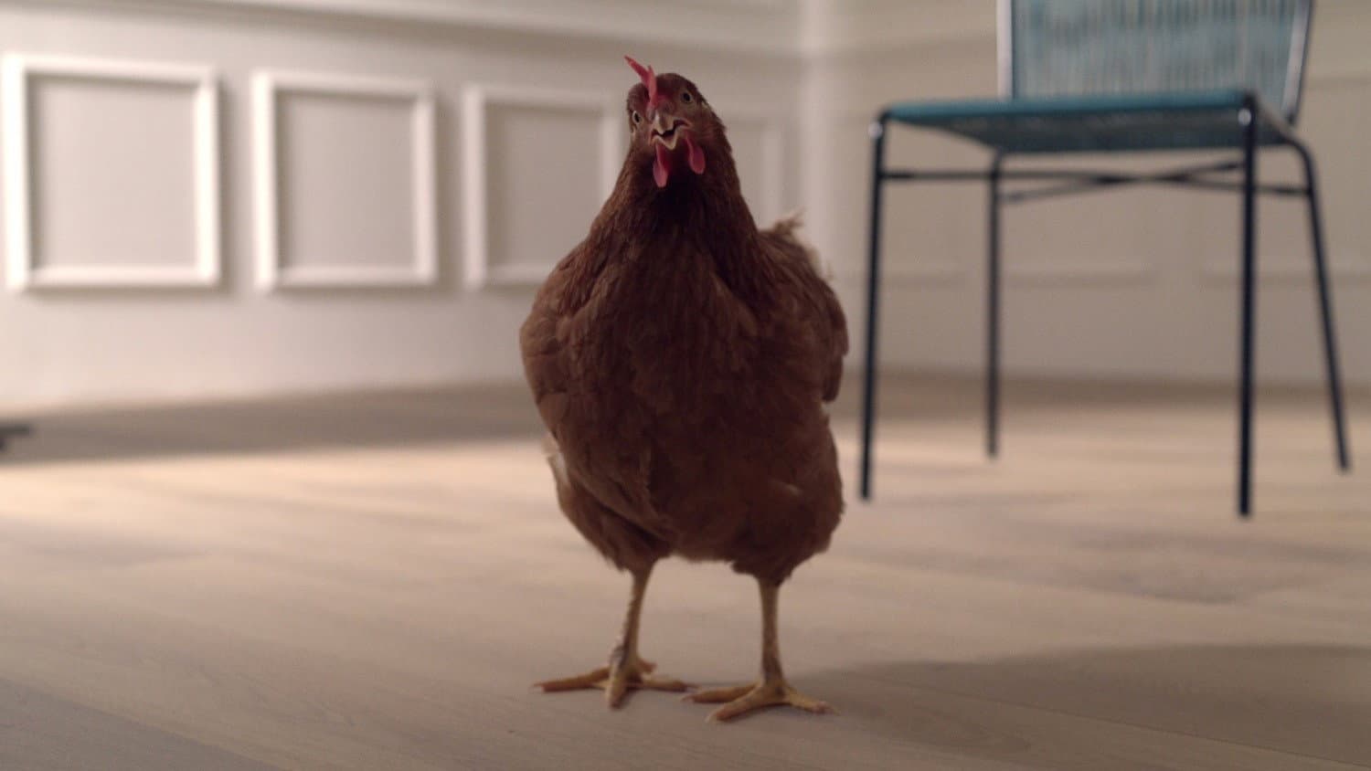 L’occhio della Gallina