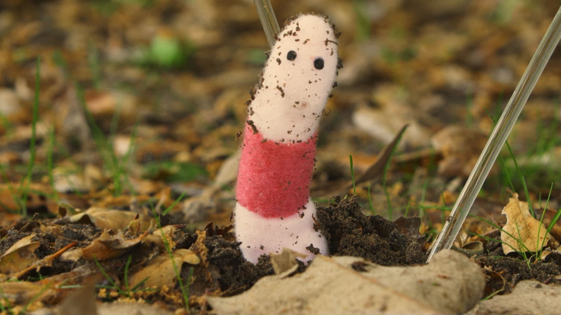 WORM