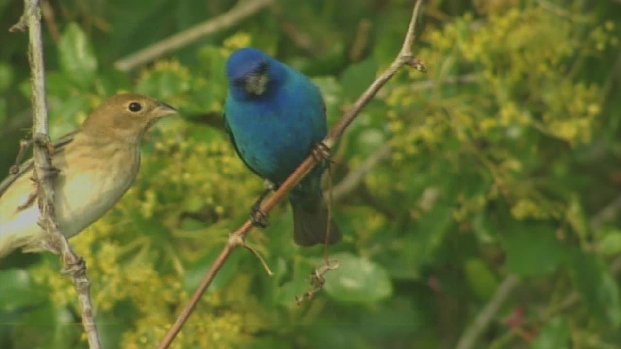 Birdsong and Coffee: A Wake-Up Call