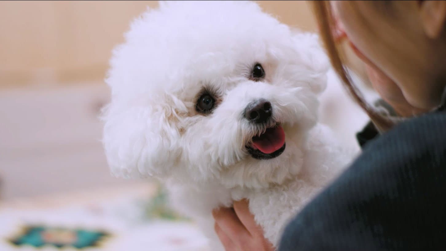 해피해피
