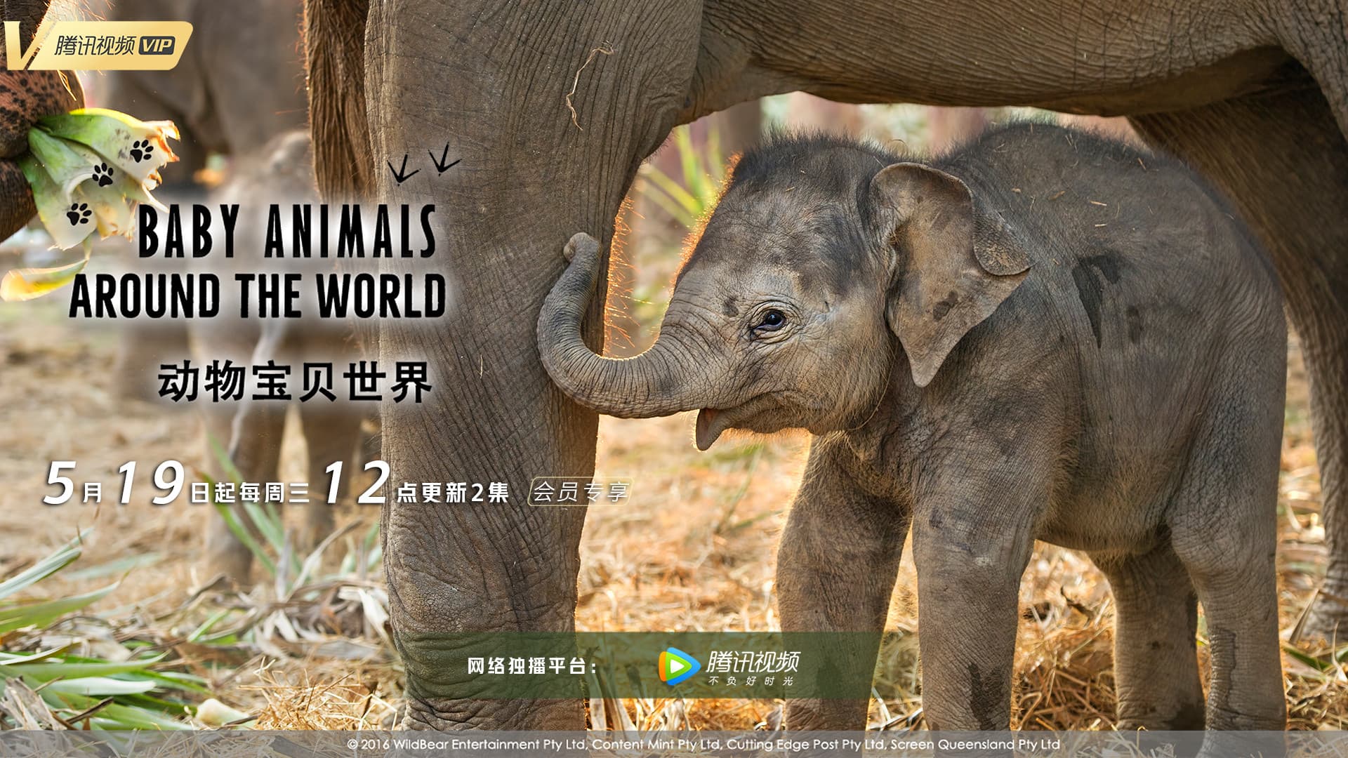 Baby Animals Around the World