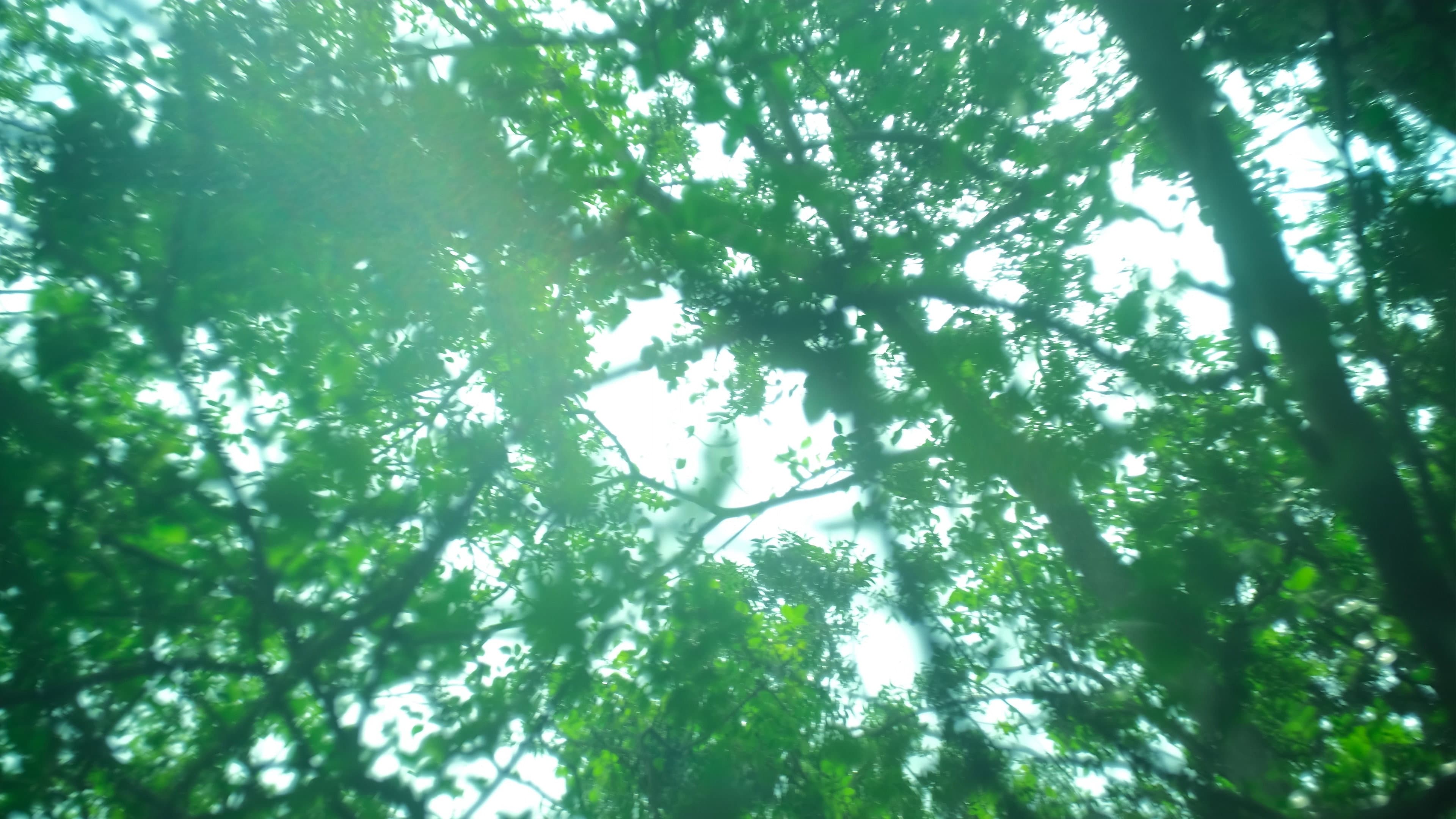Far From the Grove