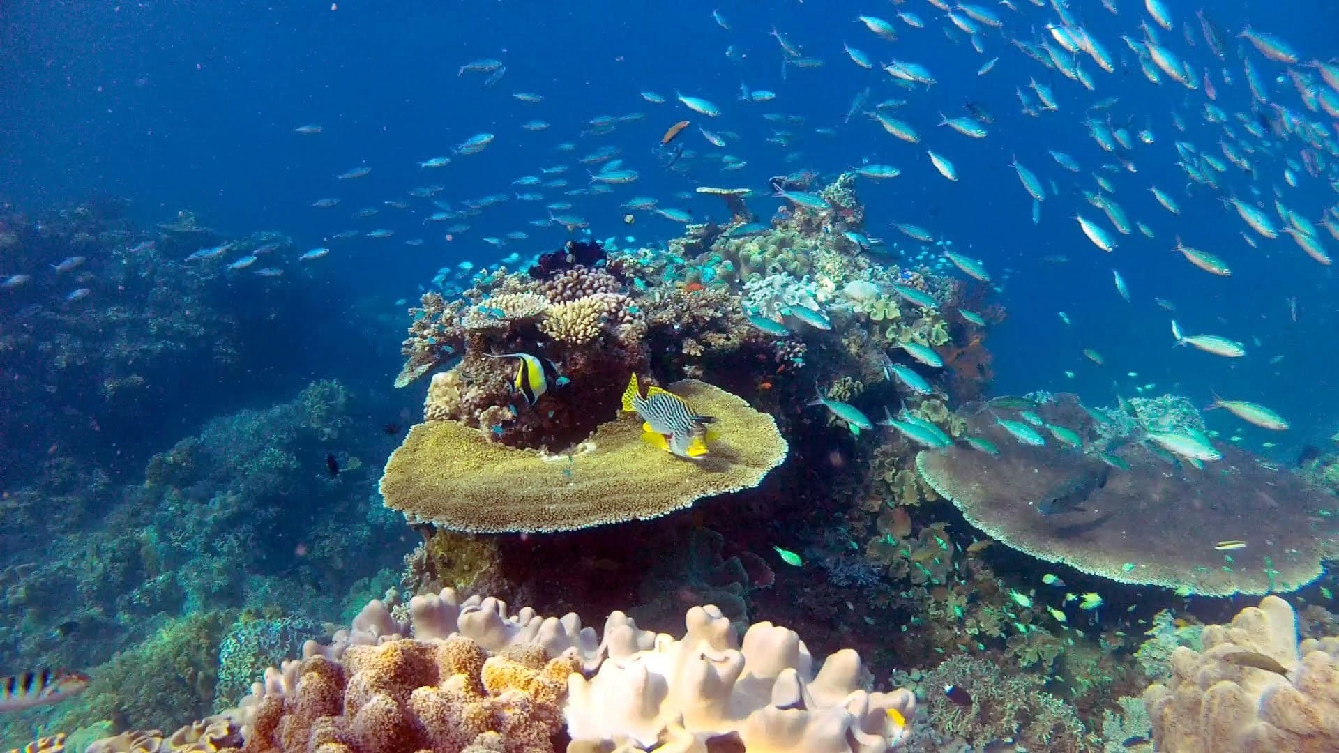 La gran barrera de coral con David Attenborough