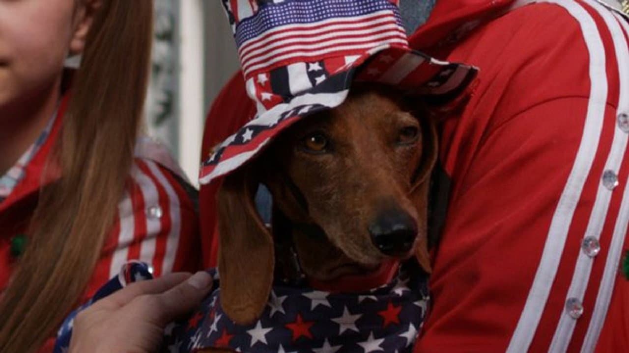 Un perro salchicha en las internacionales