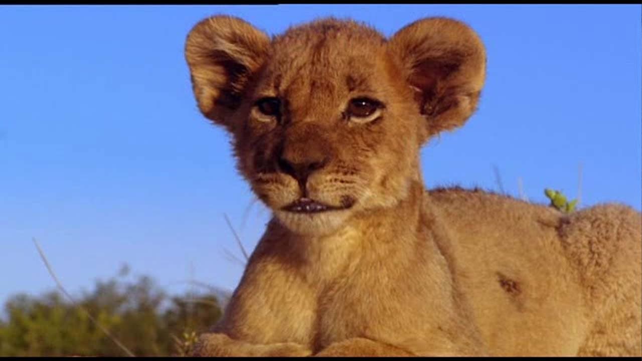 Suki: La Leoncita Valiente