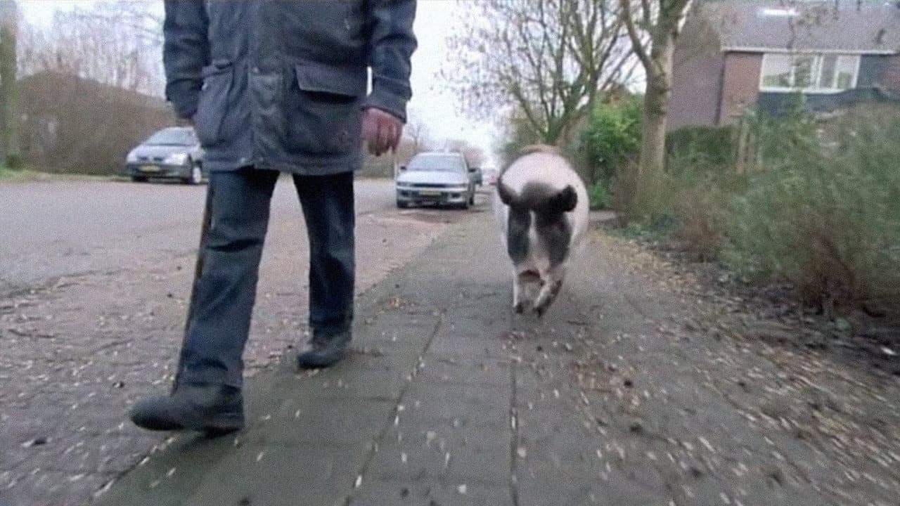 Goddelijk Varken