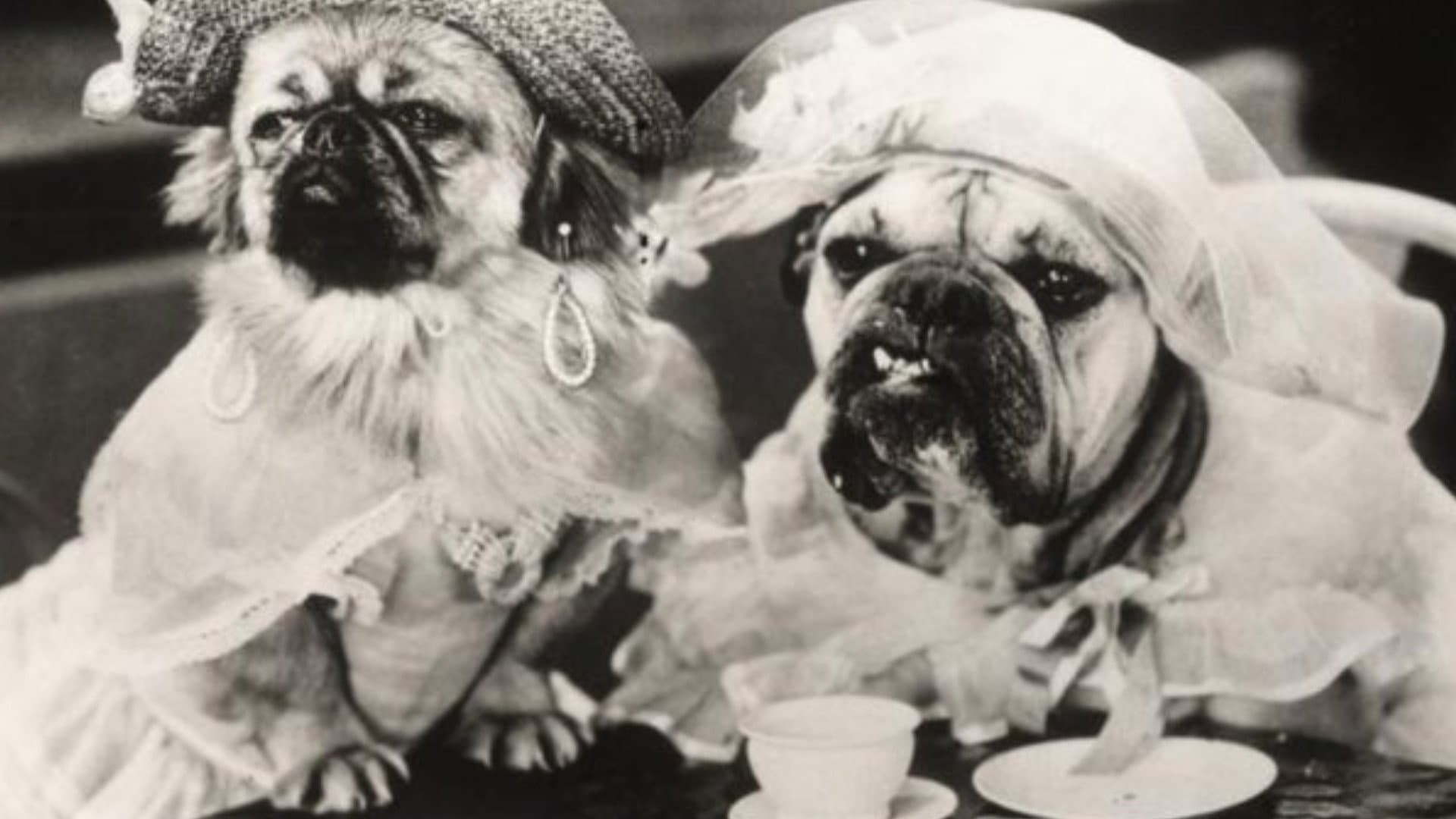 Dogville Shorts Collection