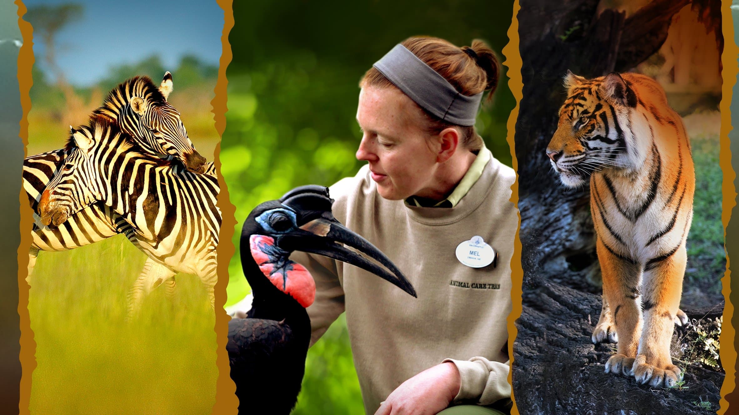 La Magia de Animal Kingdom de Disney