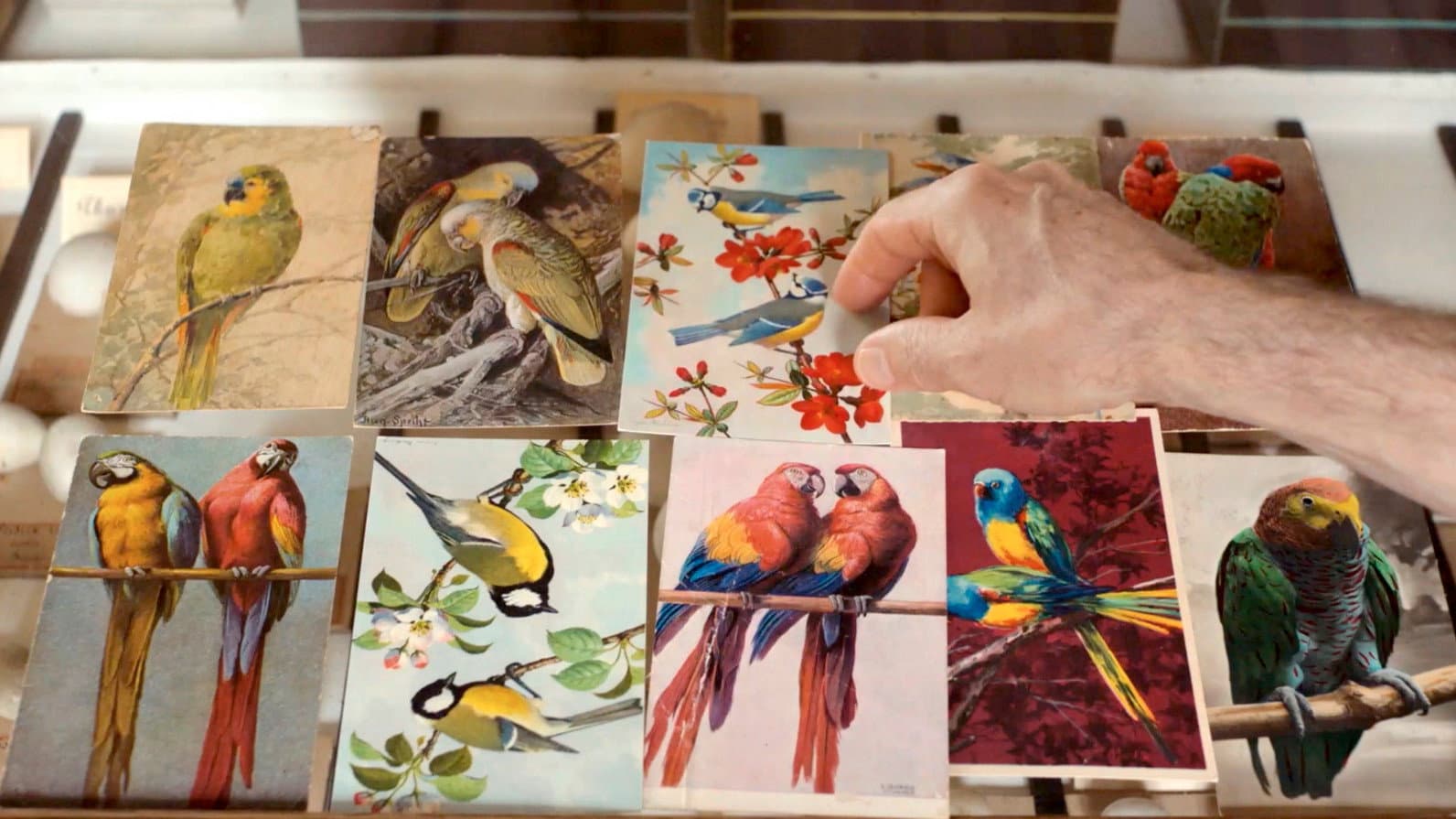 Langue des oiseaux