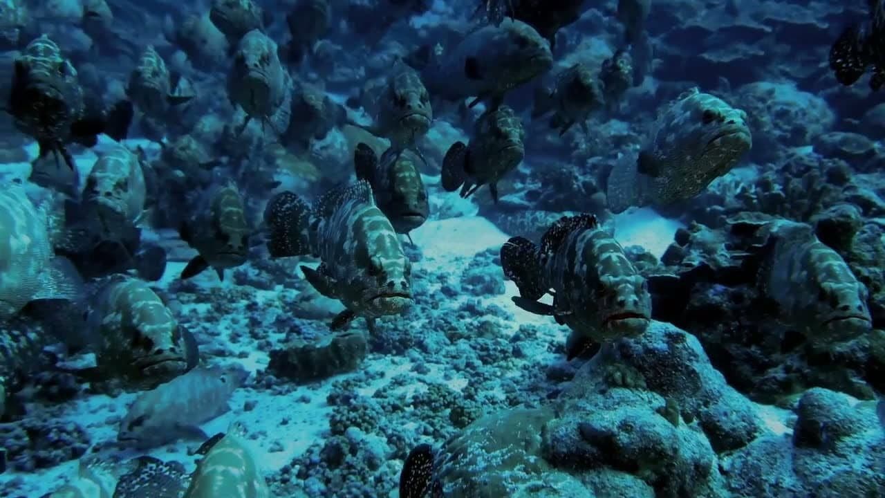 Le Mystère Mérou