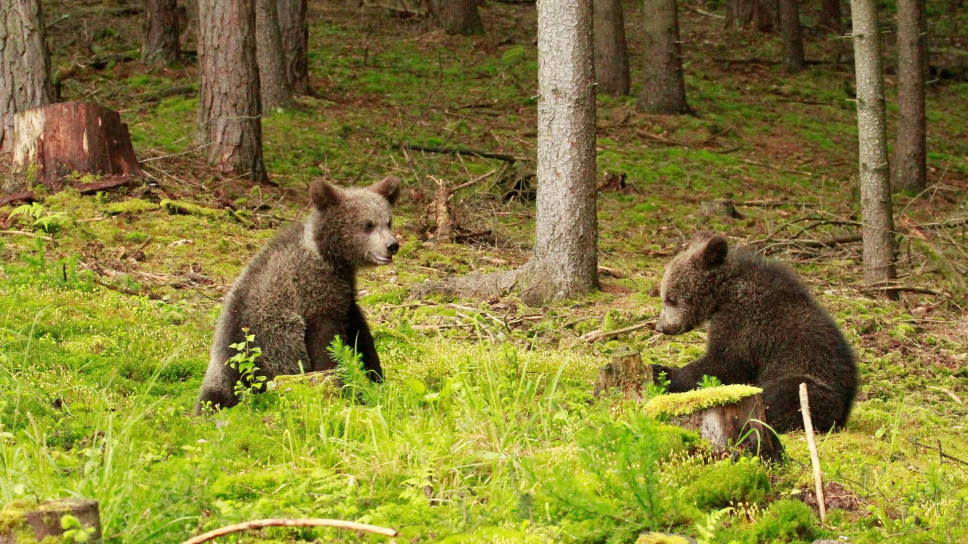 Beary Tales