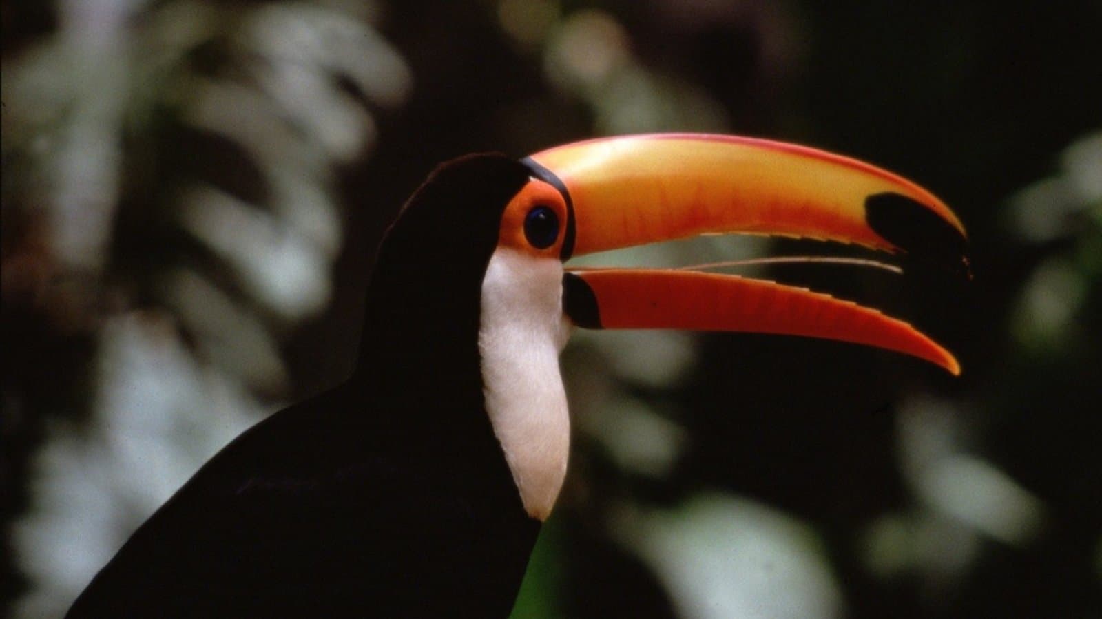 La vida de las aves