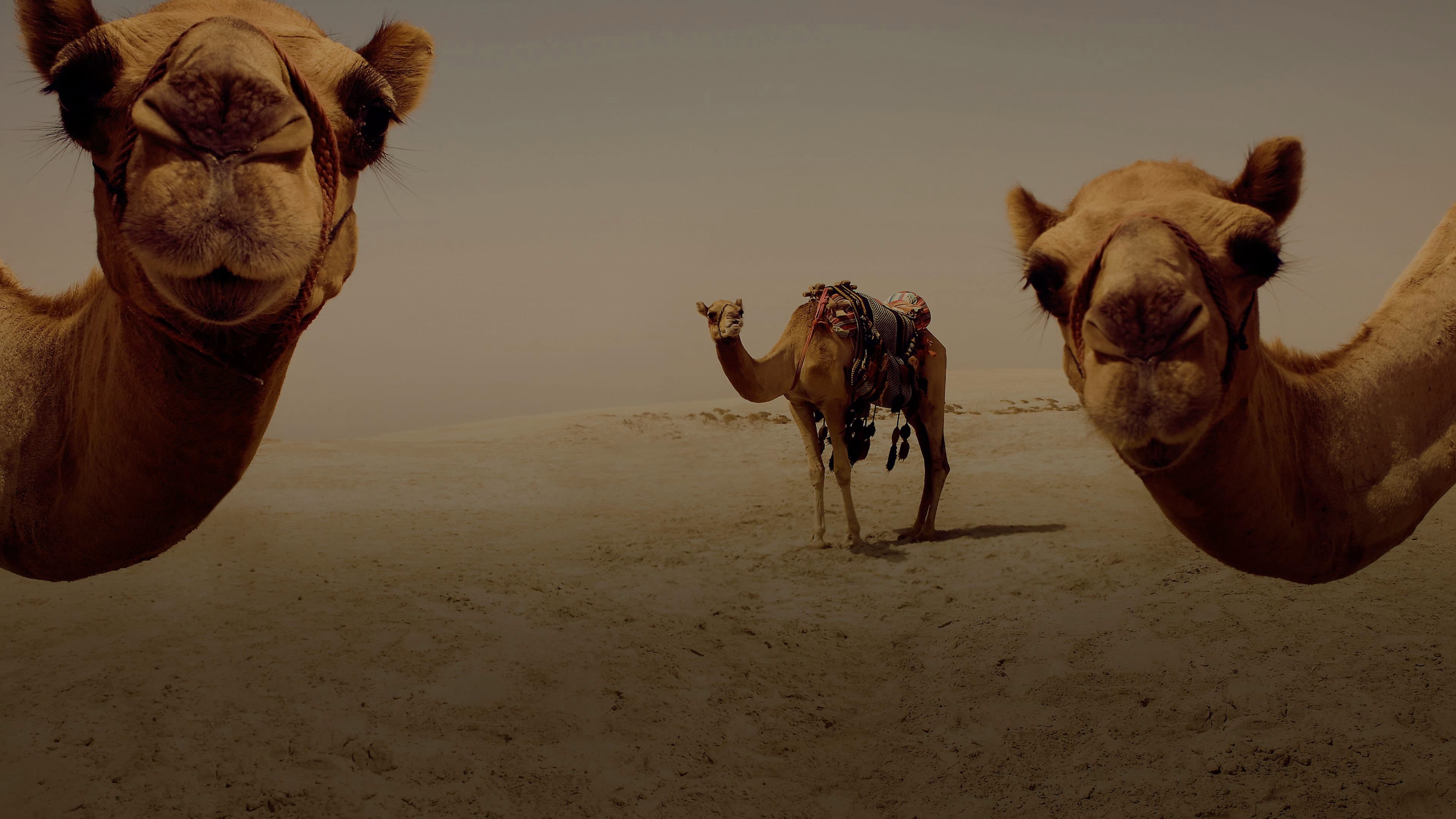 Un Tren a Qatar