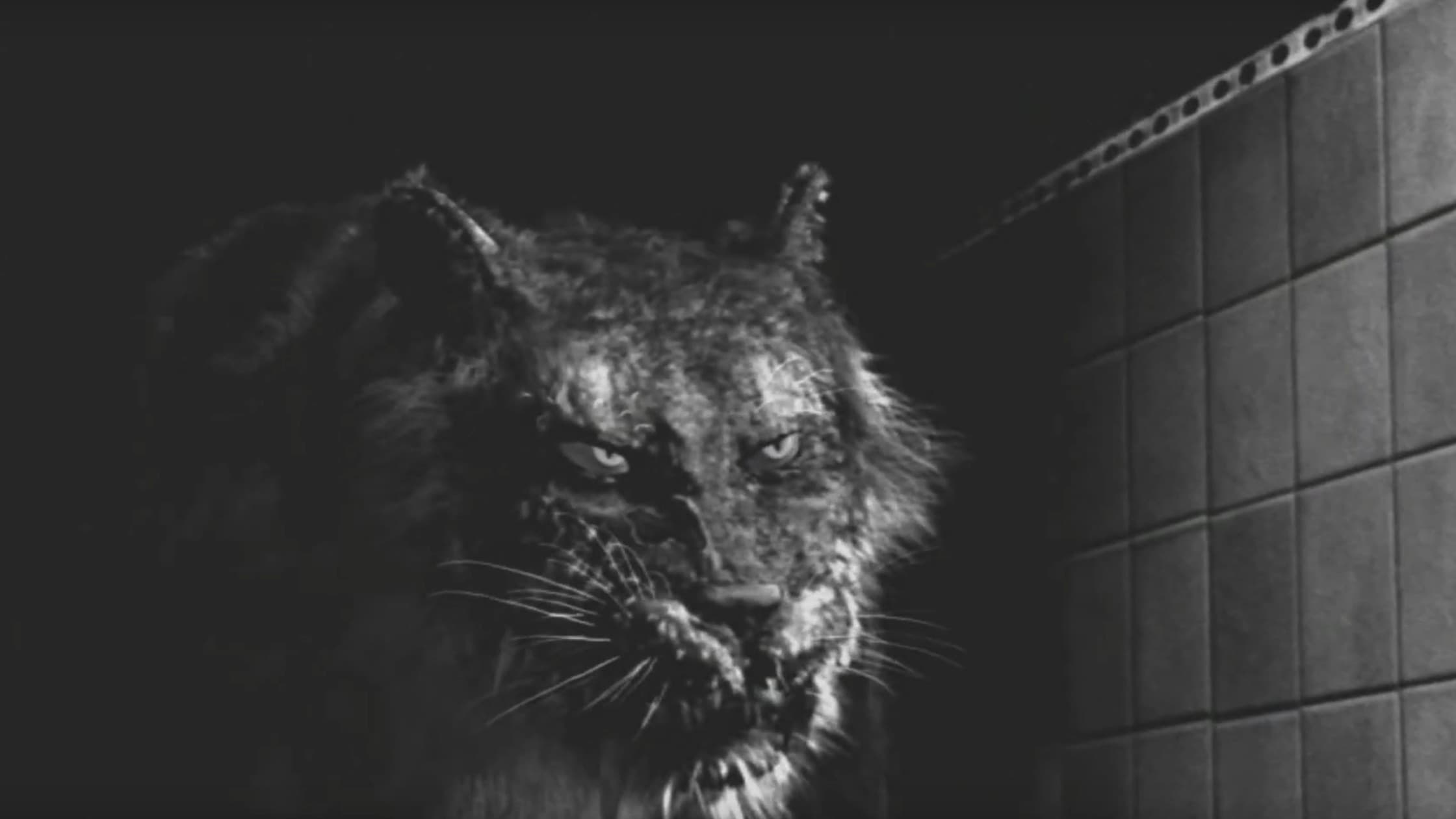 Tyger