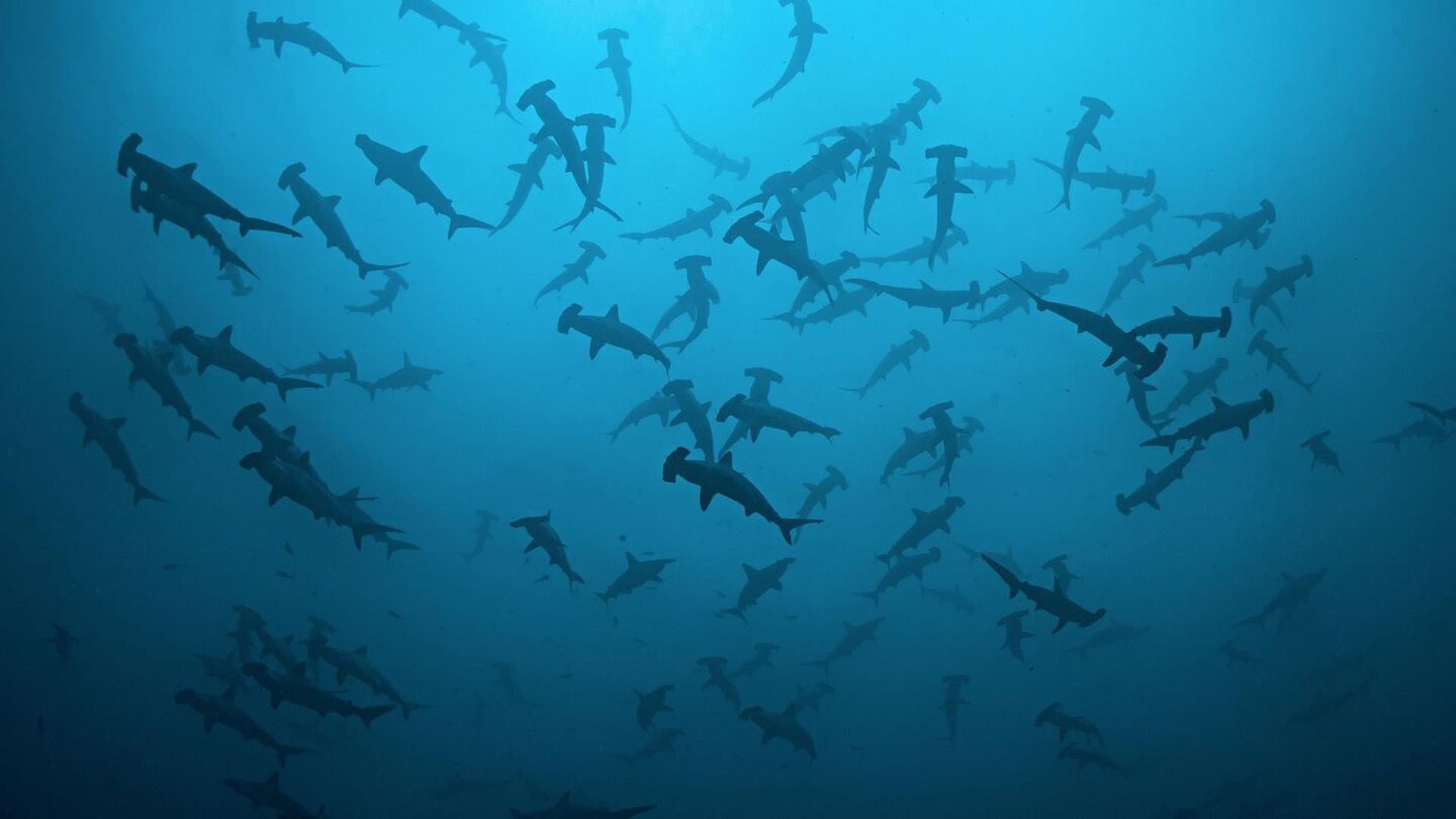 Cinquante nuances de requins