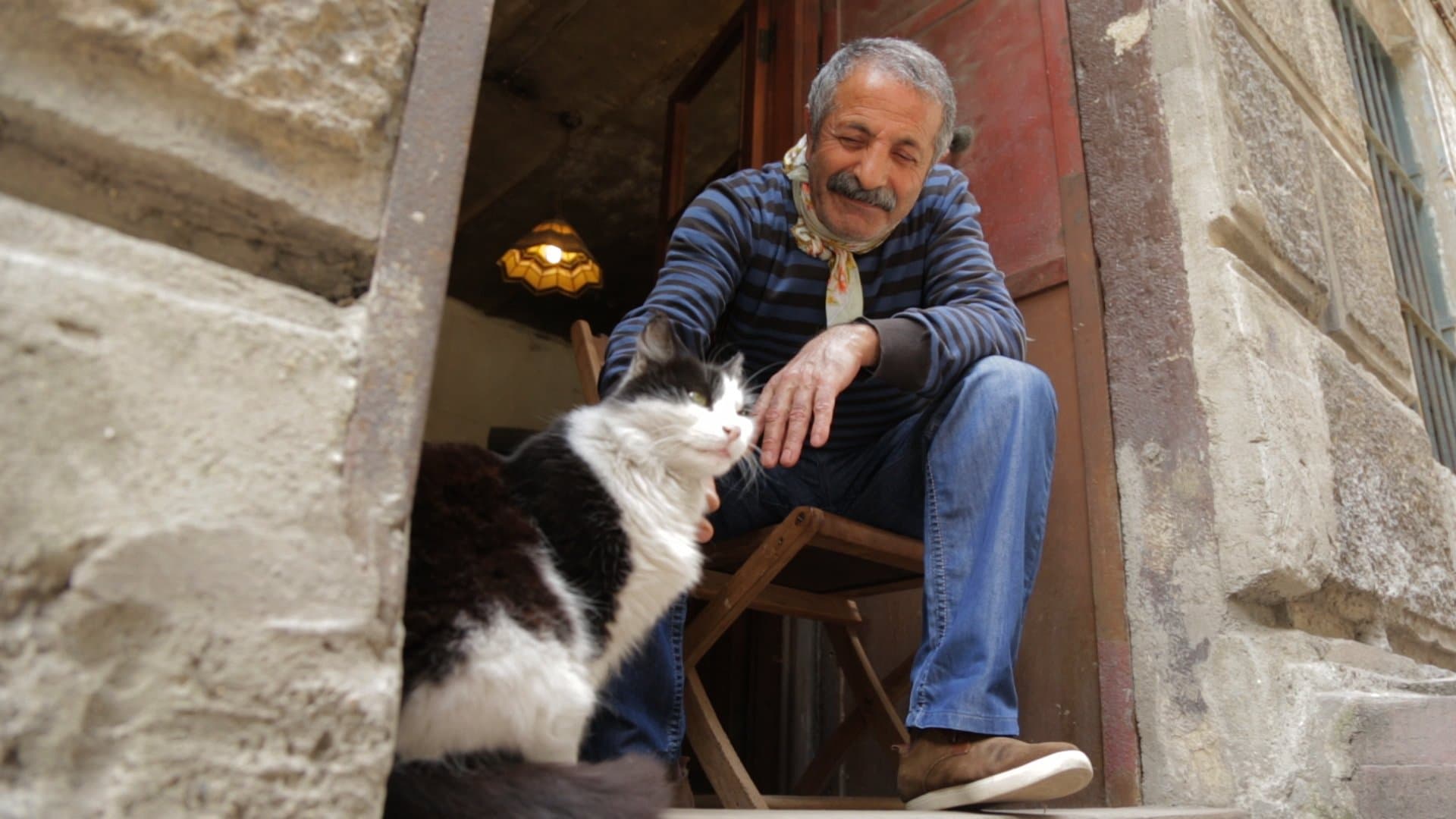 Kedi (Gatos de Estambul)