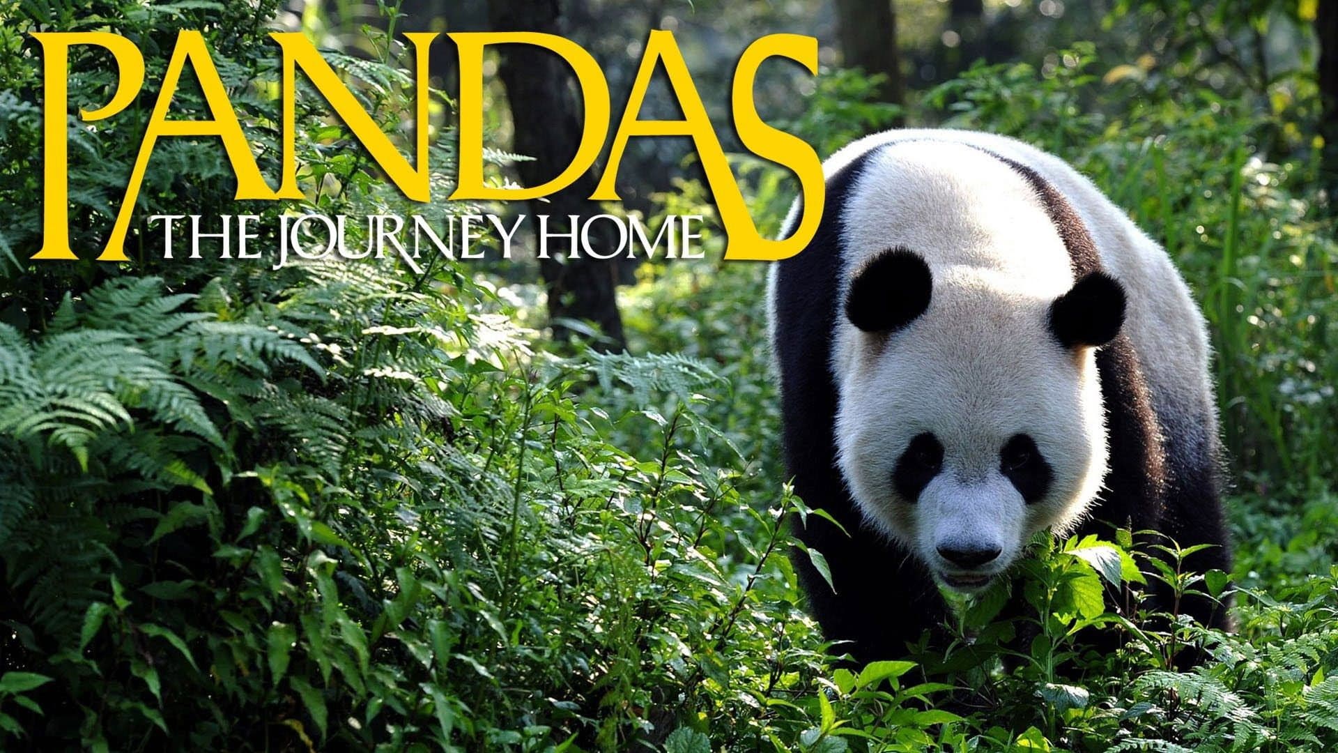 Pandas: El camino a casa