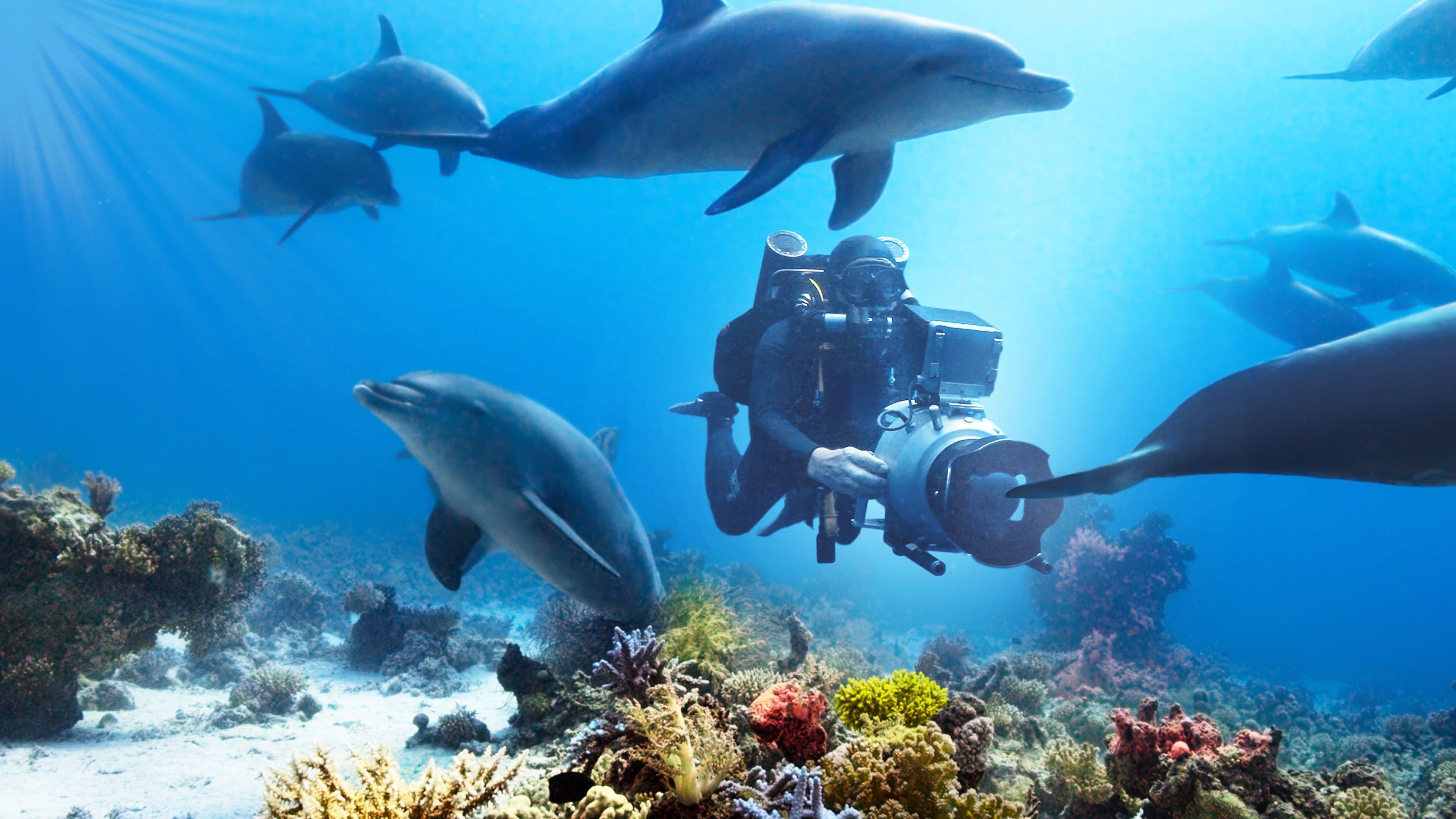 Nadando con Delfines