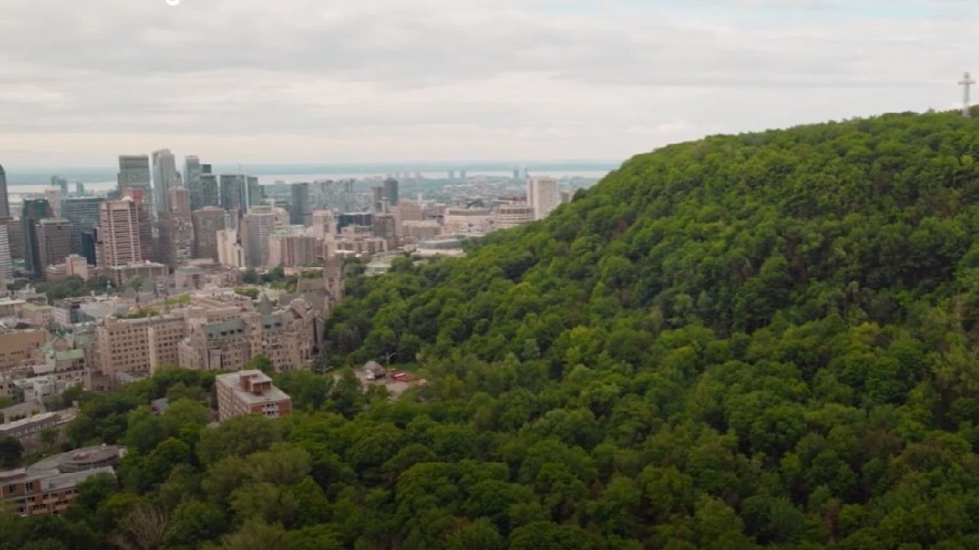 Forêts urbaines