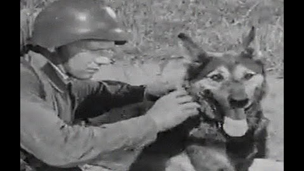 Собака на войне