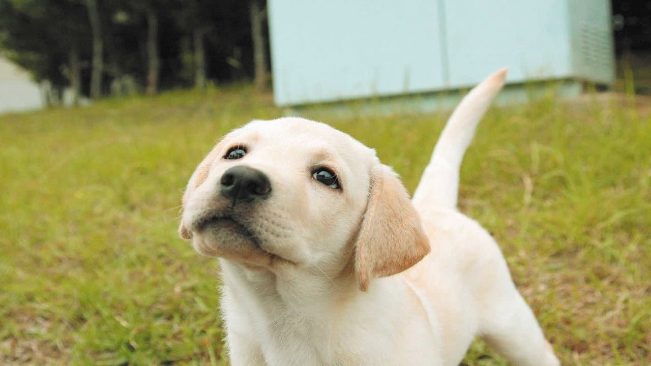 きな子〜見習い警察犬の物語