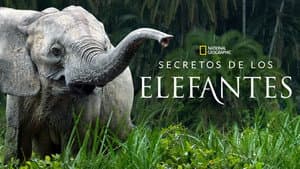 Secretos de los Elefantes — foto 9