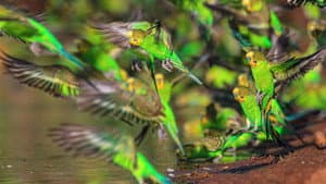 Wild Australia — foto 3