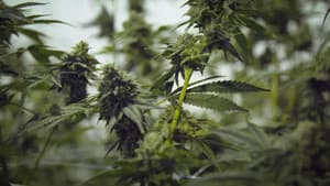 Cannabis illégal — foto 7