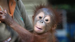 Meet the Orangutans — foto 1