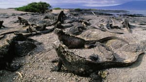 Equator's Wild Secrets — foto 2