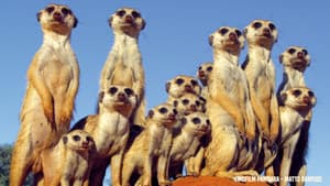 Pambara - Brauchen wir einen Boss? — foto 4