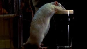 Rat — foto 1