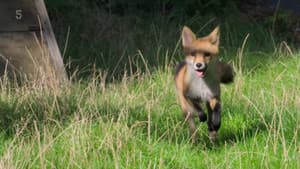 Foxes: Their Secret World — foto 1