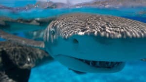 Requin - Le mangeur de sable — foto 1