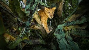 Tree Climbing Lions — foto 2